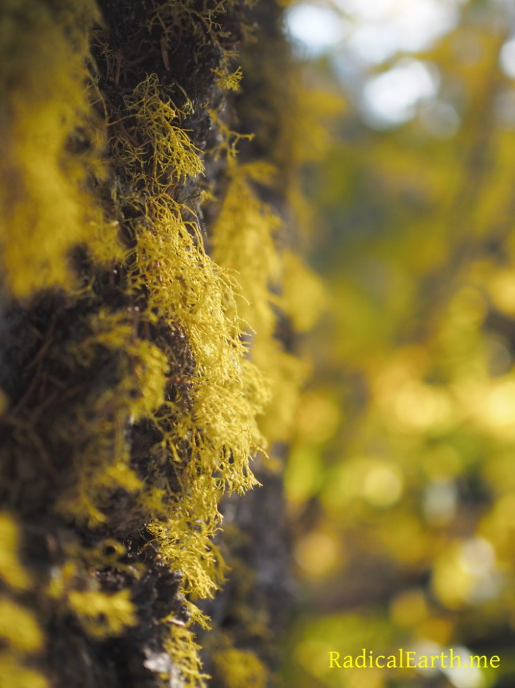 Do You Lichen Yellow?