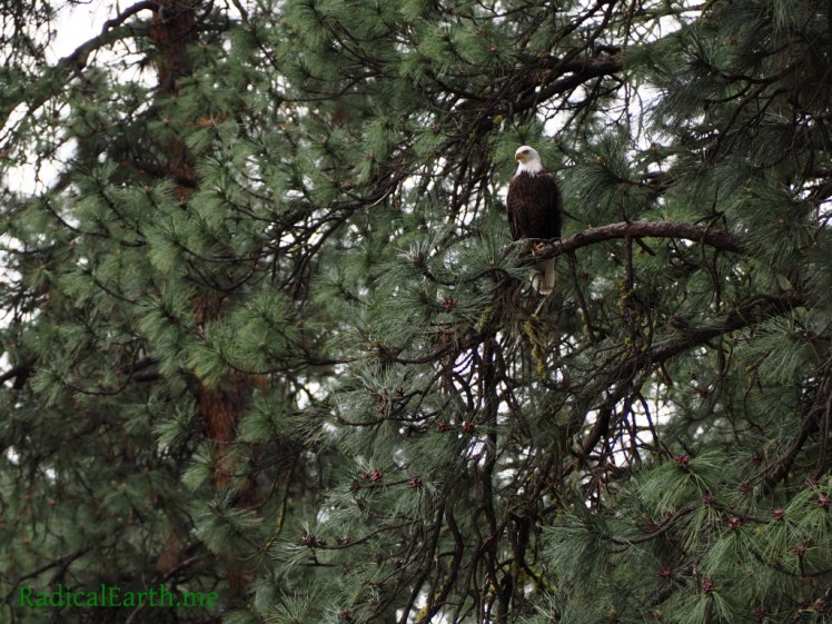 Mature Bald Eagle, Main Salmon river, Idaho, U.S.A.