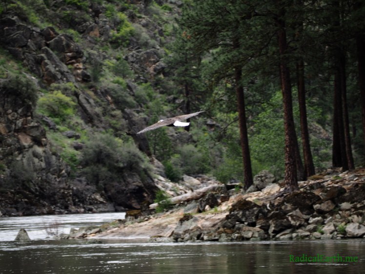 Mature Bald Eagle, Main Salmon river, Idaho, U.S.A.