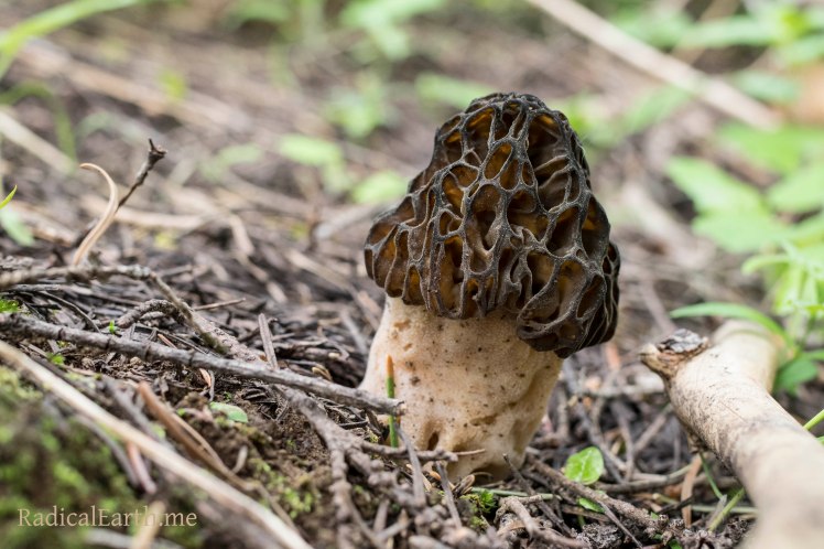 Morel mushroom