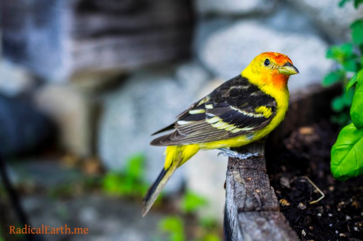 Western Tanager